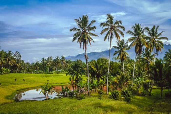 Sumatra nature