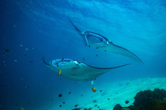 manta rays