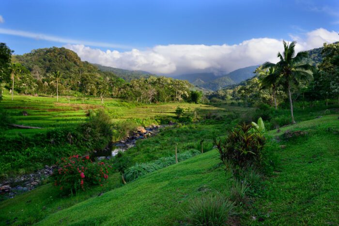 Detusoko Barat in flores