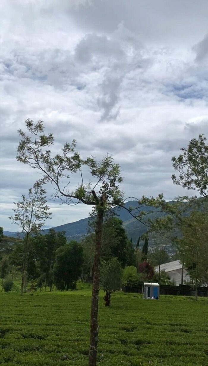 tea plantation central java