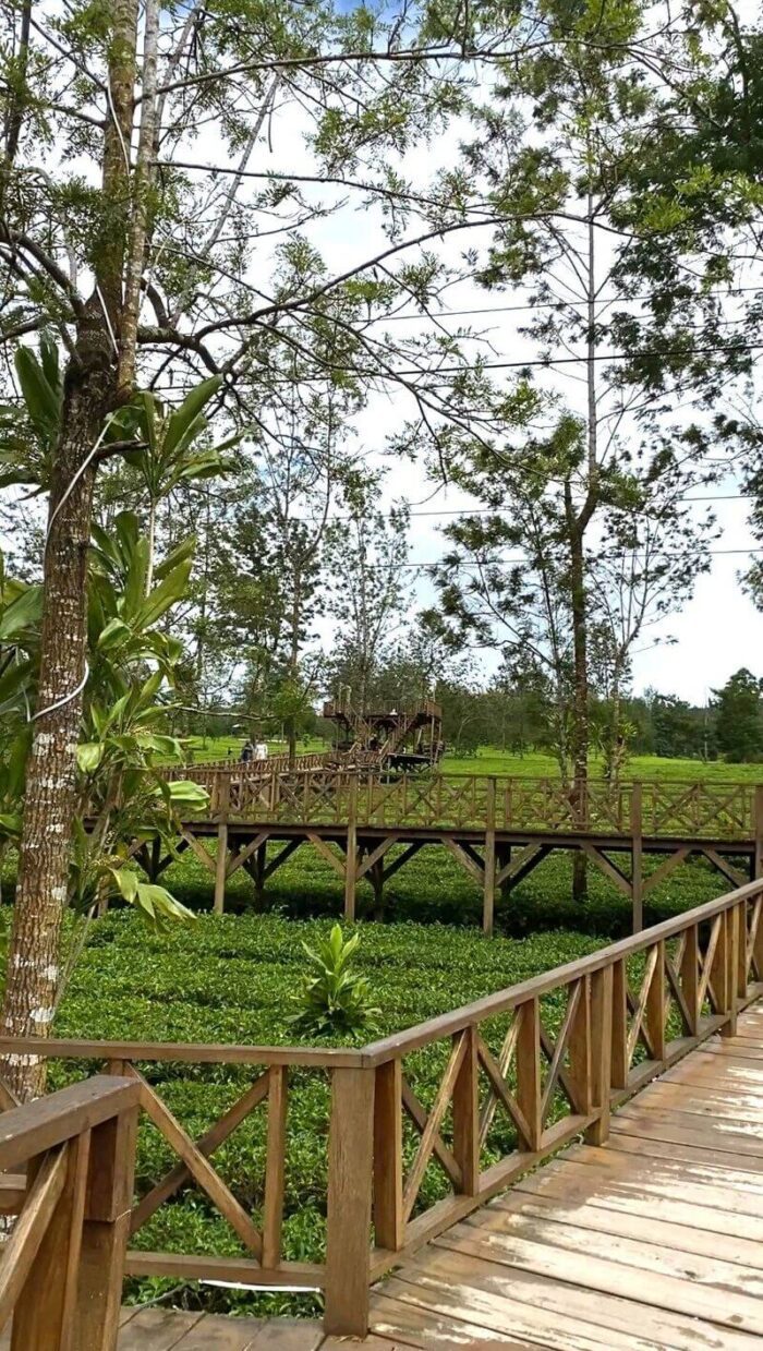 Tambi Tea Plantation