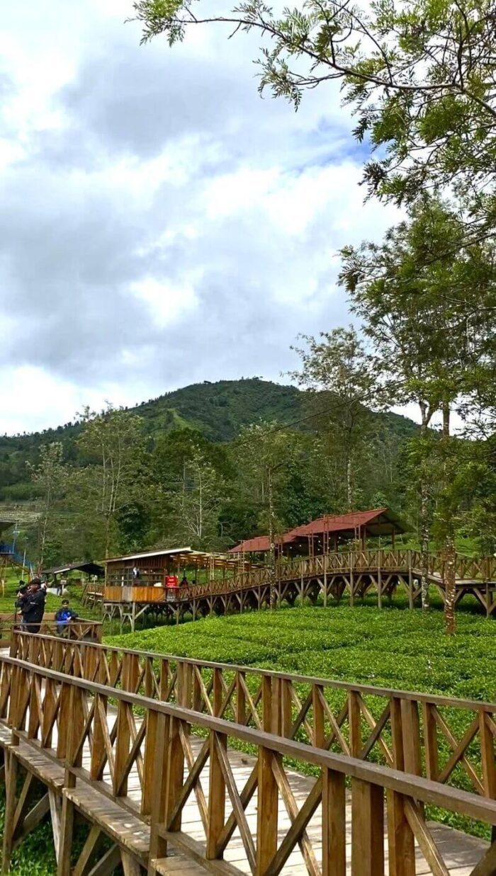 tea plantation central java