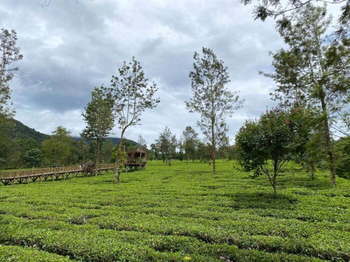 Tambi Tea Plantation