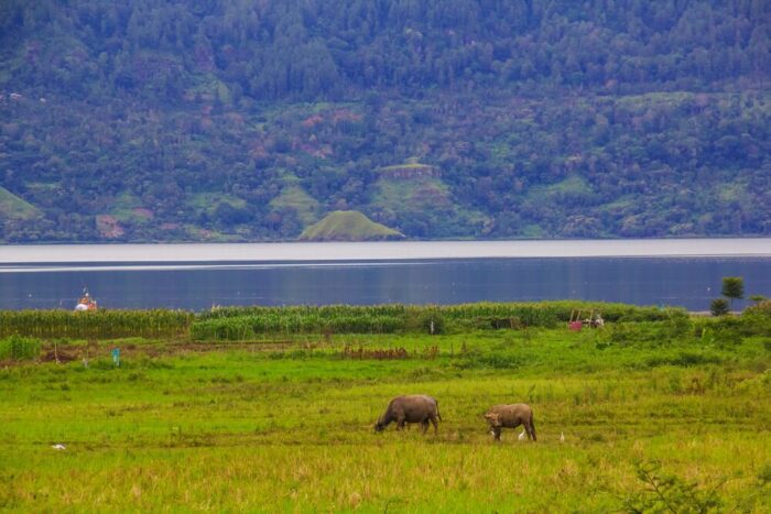 Lake Toba nature