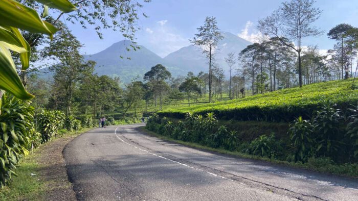 Wonosobo Tea Plantation