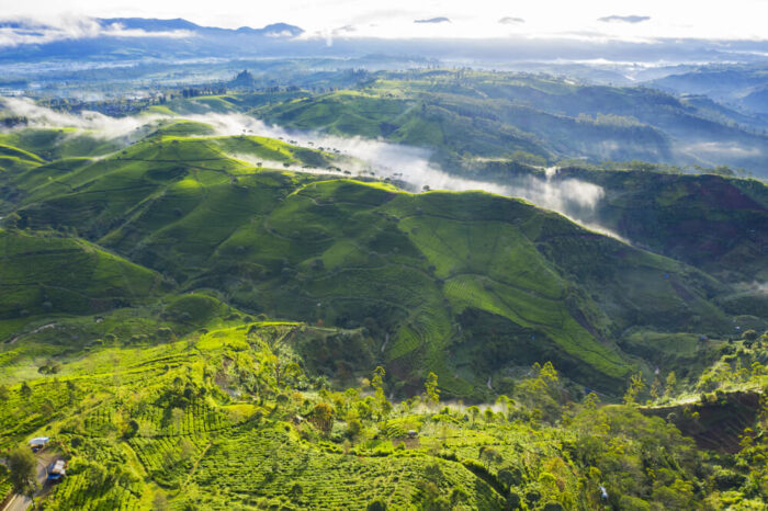 9 Best Tea Plantations in Java | Backindo