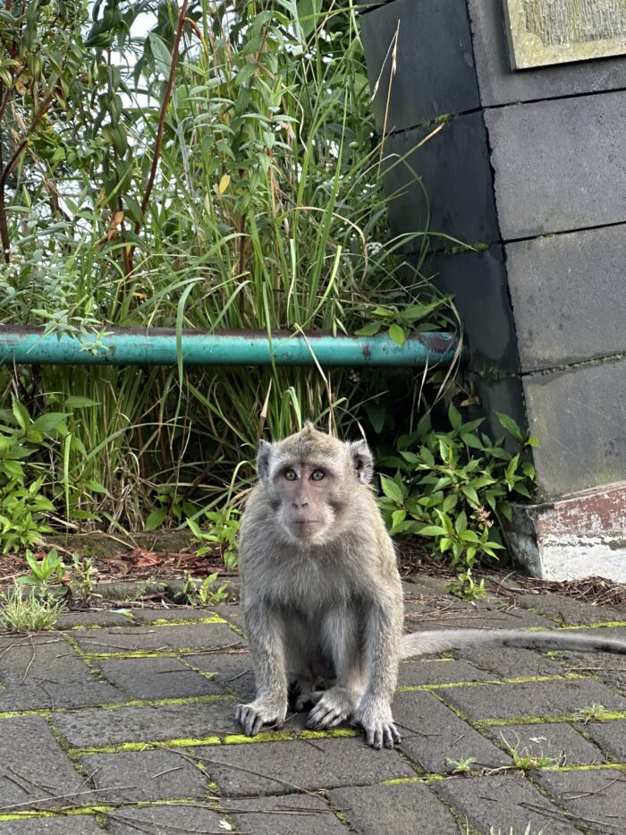 Mount Bromo monkeys