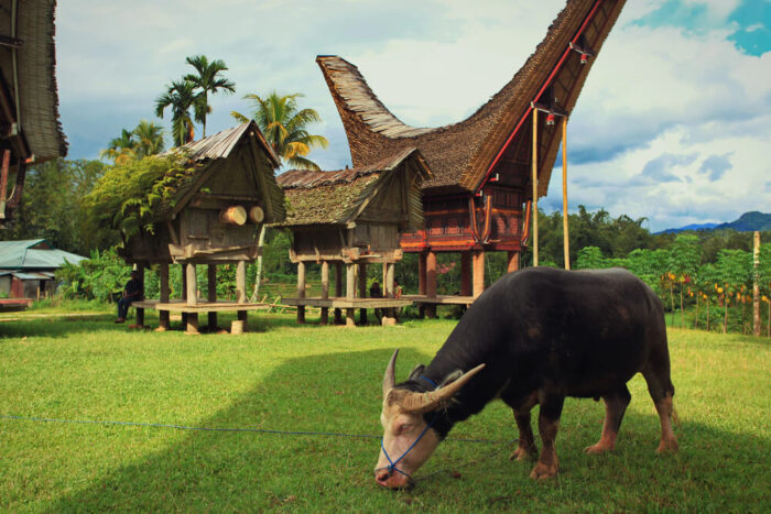 Tana Toraja traditional village