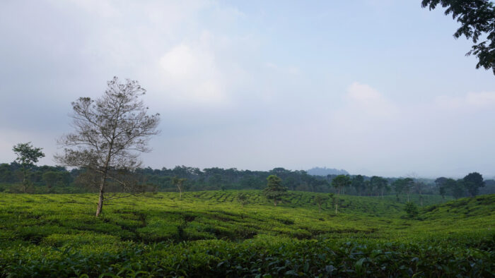 Wonosari Tea Plantation near malang