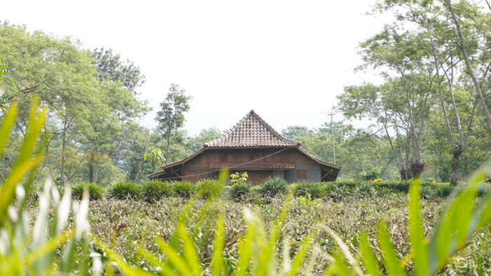 activities at wonosari tea plantation in east java