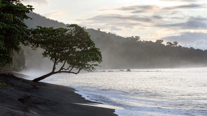 Tangkoko