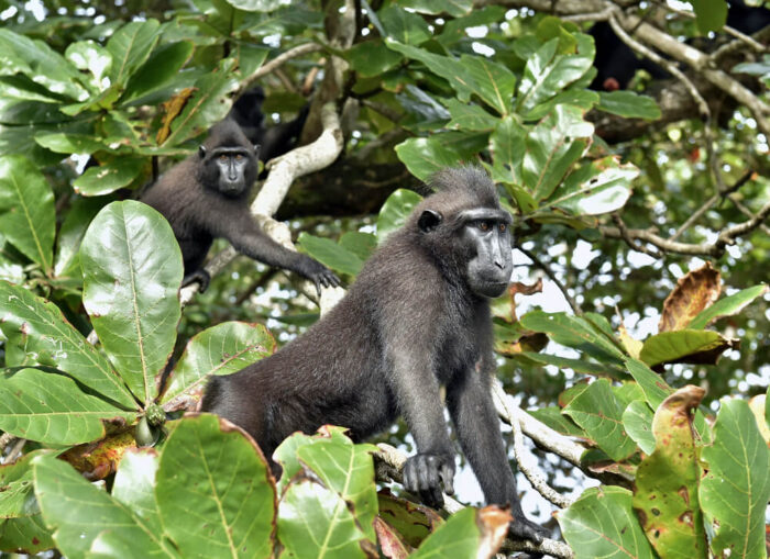 Tangkoko Nature Reserve