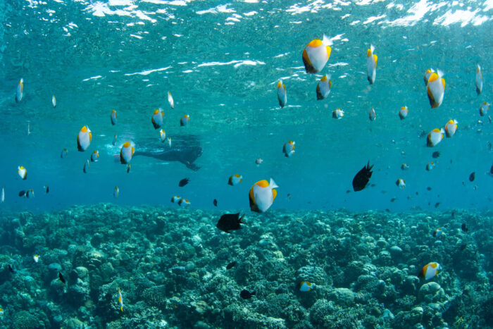 Snorkeling in Bunaken