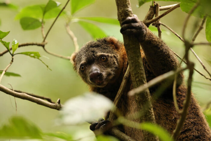 Bear cuscus in Tangkoko