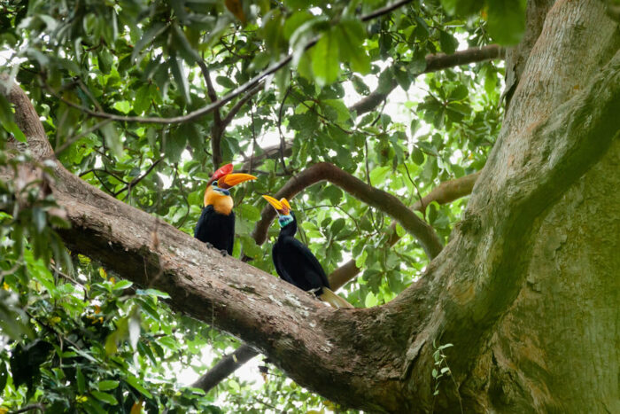 Tangkoko