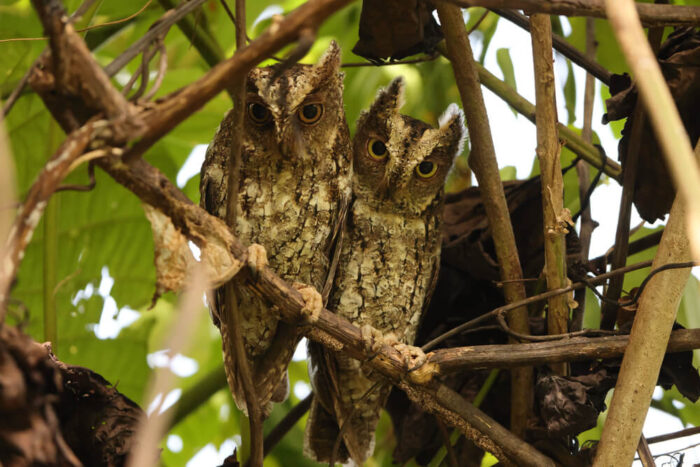 Tangkoko