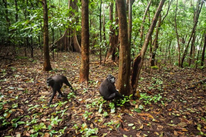 Tangkoko