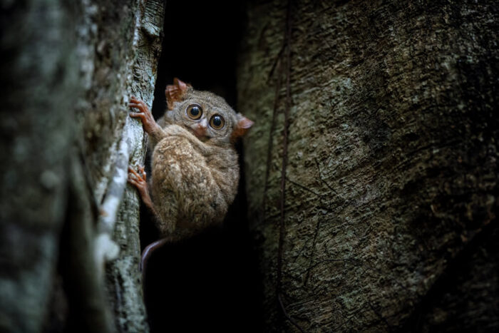Tarsius spectrum in Tangkoko