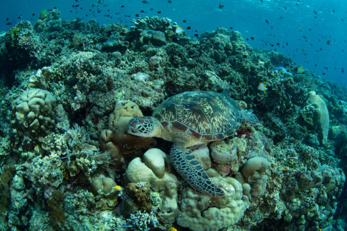 Bunaken National Park