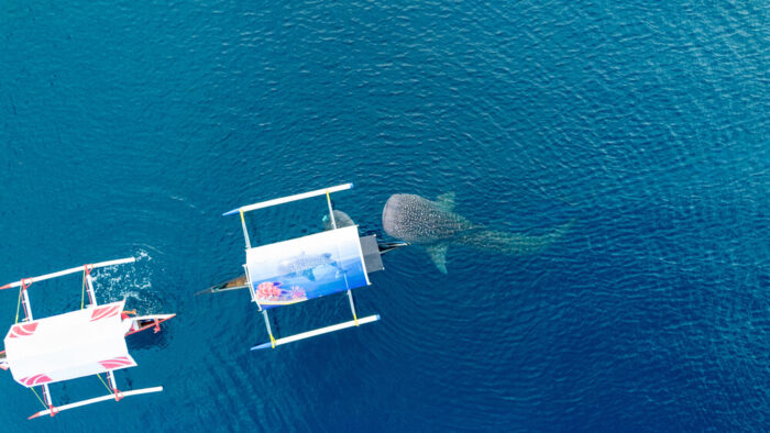 Whale shark watching in Gorontalo