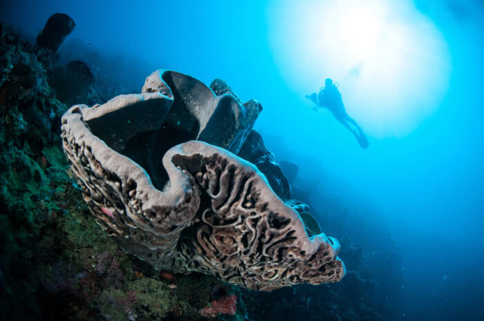 Salvador Dali sponge in Gorontalo waters