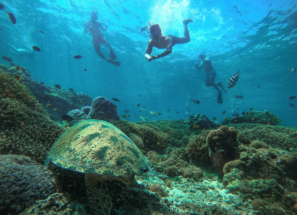 Turtle and snorkelers near the Gili Islands